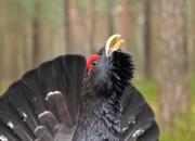 Tetrao urogallus