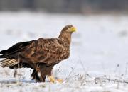 Haliaeetus albicilla