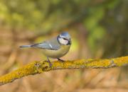 Cyanistes caeruleus