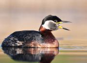 Podiceps grisegena