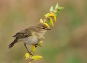 Phylloscopus collybita
