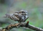 Caprimulgus europaeus