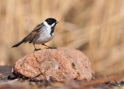 Emberiza schoeniclus
