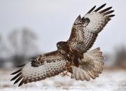 Buteo buteo