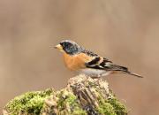Fringilla montifringilla