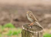 Emberiza calandra