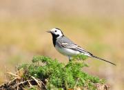 Motacilla alba