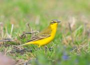 Motacilla flava