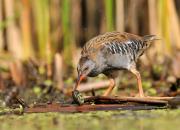 Rallus aquaticus