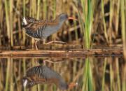 Rallus aquaticus