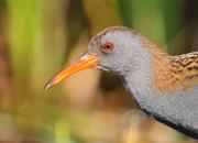 Rallus aquaticus