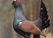 Tetrao urogallus