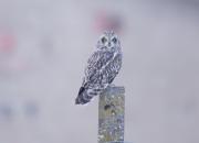 Asio flammeus