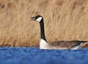 Branta canadensis