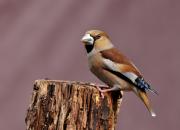 Coccothraustes coccothraustes
