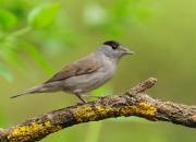 Sylvia atricapilla