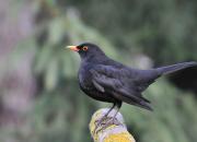 Turdus merula