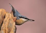Sitta europaea