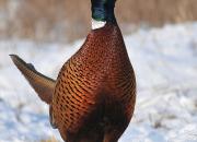 Phasianus colchicus