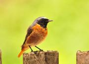 Phoenicurus phoenicurus
