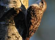 Certhia familiaris
