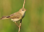 Phylloscopus trochilus