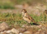 Calcarius lapponicus