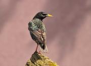 Sturnus vulgaris