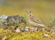 Anthus trivialis