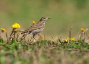 Anthus pratensis