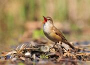 Acrocephalus arundinaceus