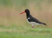 Haematopus ostralegus