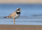 Charadrius hiaticula