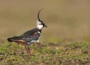 Vanellus vanellus