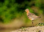 Calidris ferruginea