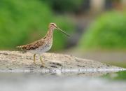 Gallinago gallinago
