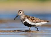 Calidris alpina