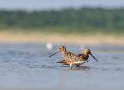 Limosa lapponica