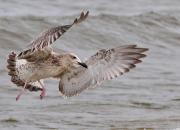 Larus argentatus
