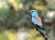 Coracias garrulus