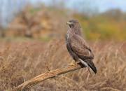 Buteo buteo