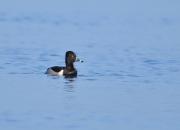 Aythya collaris