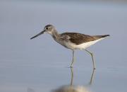Tringa nebularia