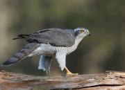 Accipiter gentilis