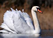 Cygnus olor