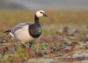 Branta leucopsis
