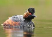 Podiceps nigricollis