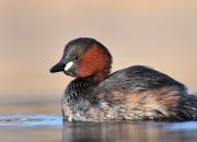 Tachybaptus ruficollis