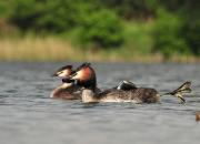 Podiceps cristatus