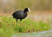 Fulica atra